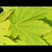 Acer palmatum cv Kinkakure (fam Aceracees) (6)